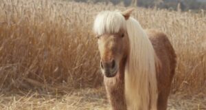 Поні з багатьма трюками став метафорою багатофункціональності засобу Elf