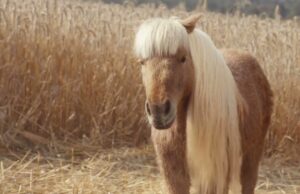 Поні з багатьма трюками став метафорою багатофункціональності засобу Elf